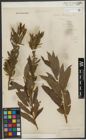 Foto von Salix purpurea L. x Salix viminalis L.